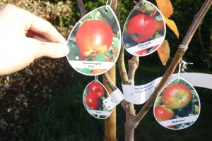 Diesen Apfelbaum habe ich in meinen Garten gepflanzt. Hoffentlich sind die Sorten robust. Aus den Märkten kenne ich bis jetzt nur den Topaz.
